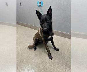 Mutt Dogs for adoption in Las Vegas, NV, USA