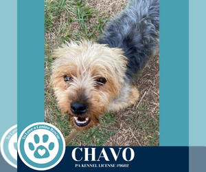 Mutt Dogs for adoption in Kimberton, PA, USA