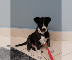 Mutt Dogs for adoption in Lake Worth, FL, USA