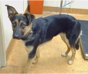 German Shepherd Dog-Unknown Mix Dogs for adoption in Sacramento, CA, USA