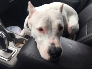 Dogo Argentino Dogs for adoption in Bellbrook, OH, USA