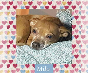 Chihuahua-Unknown Mix Dogs for adoption in Littleton, CO, USA