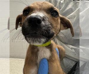 Labrador Retriever-Unknown Mix Dogs for adoption in Conroe, TX, USA