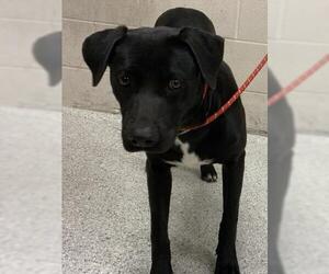 Labrador Retriever Dogs for adoption in Conroe, TX, USA