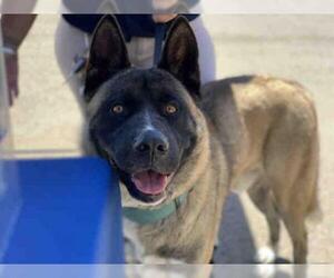 Akita Dogs for adoption in Chula Vista, CA, USA