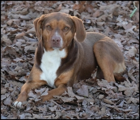 Labrador Retriever Dogs for adoption in Madison, AL, USA
