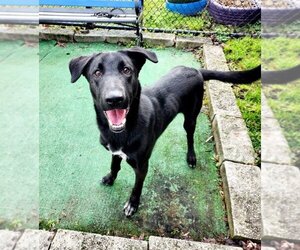 Mutt Dogs for adoption in Perth Amboy, NJ, USA
