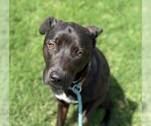 American Pit Bull Terrier Dogs for adoption in Tulsa, OK, USA