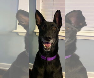 German Shepherd Dog-Unknown Mix Dogs for adoption in La Grange , NC, USA