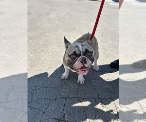 French Bulldog-Unknown Mix Dogs for adoption in Alameda, CA, USA