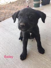 Medium Photo #1 Mutt Puppy For Sale in Salt Lake City, UT, USA