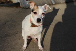 Jack-Rat Terrier Dogs for adoption in Cincinnati, OH, USA