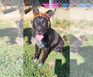 Mutt Dogs for adoption in Fairfield, IL, USA