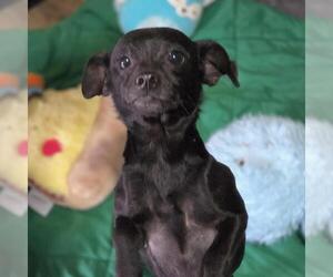 Chihuahua-Unknown Mix Dogs for adoption in Yardley, PA, USA