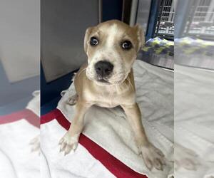 Medium Photo #1 Labrador Retriever-Unknown Mix Puppy For Sale in Conroe, TX, USA