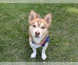 Chihuahua-Siberian Husky Mix Dogs for adoption in San Clemente, CA, USA