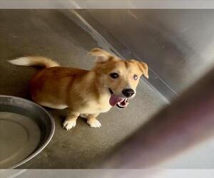 Cardigan Welsh Corgi-Unknown Mix Dogs for adoption in San Bernardino, CA, USA