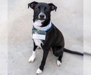 Chihuahua-Unknown Mix Dogs for adoption in San Diego, CA, USA