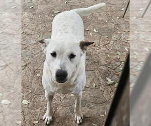 Mutt Dogs for adoption in San Antonio, TX, USA