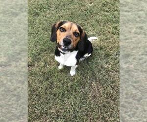 Beagle Dogs for adoption in Fayetteville, GA, USA