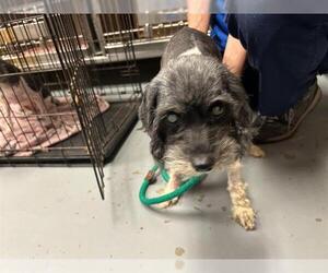 Shih Tzu-Unknown Mix Dogs for adoption in Ocala, FL, USA
