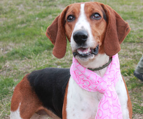 Treeing Walker Coonhound Dogs for adoption in Erwin , TN, USA