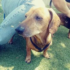 Dachshund Dogs for adoption in Titusville, FL, USA