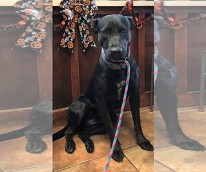 Labrador Retriever Dogs for adoption in Amarillo, TX, USA