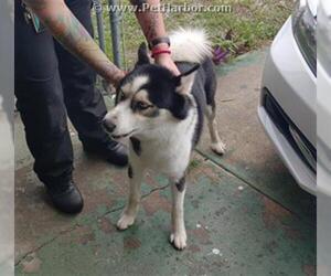 Siberian Husky Dogs for adoption in Palmetto, FL, USA