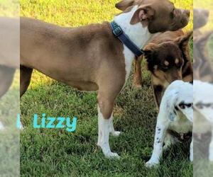 American Boston Bull Terrier Dogs for adoption in Cushing, OK, USA