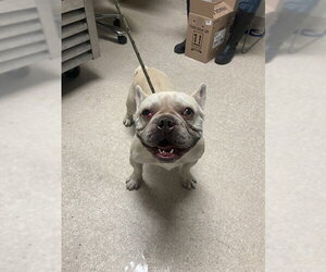 French Bulldog Dogs for adoption in Bakersfield, CA, USA