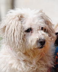 Maltipoo Dogs for adoption in Philadelphia, PA, USA