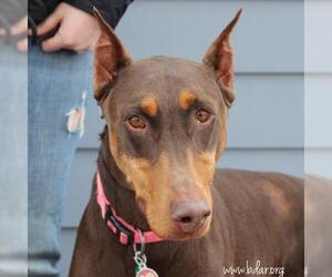 Doberman Pinscher Dogs for adoption in Cheyenne, WY, USA