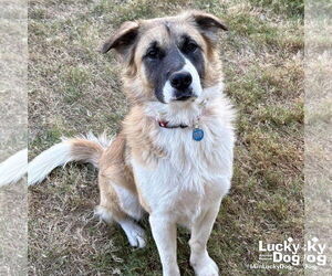 Anatolian Shepherd-Unknown Mix Dogs for adoption in Washington, DC, USA
