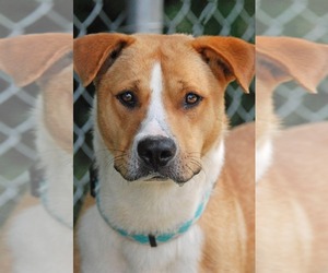 Collie-Labrador Retriever Mix Dogs for adoption in Madisonville, TX, USA