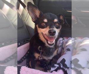 Chiweenie Dogs for adoption in San Jose, CA, USA