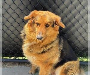 Collie-Unknown Mix Dogs for adoption in Tulsa, OK, USA