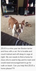 Boston Terrier Dogs for adoption in Ocala, FL, USA