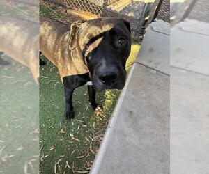 American Pit Bull Terrier Dogs for adoption in Fremont, CA, USA