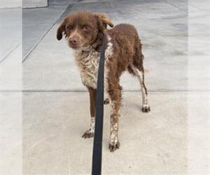 Cockerhuahua Dogs for adoption in Redlands, CA, USA