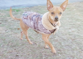Chihuahua Dogs for adoption in Lexington, SC, USA