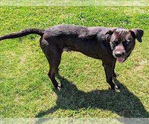 Labrador Retriever-Unknown Mix Dogs for adoption in Grovetown, GA, USA