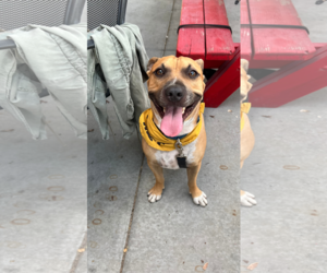 Mutt Dogs for adoption in Chandler, AZ, USA