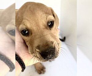 Redbone Coonhound-Unknown Mix Dogs for adoption in Houston, TX, USA
