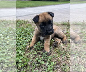 German Shepherd Dog-Unknown Mix Dogs for adoption in The Woodlands, TX, USA