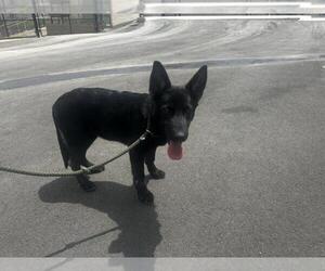 Mutt Dogs for adoption in Norco, CA, USA