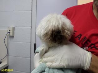Maltese Dogs for adoption in West Palm Beach, FL, USA