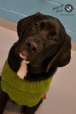 Labrador Retriever-Unknown Mix Dogs for adoption in White Marsh, MD, USA