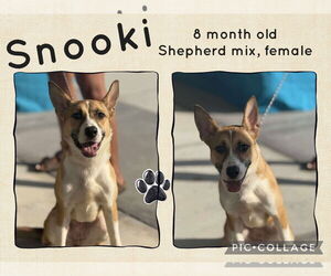 Mutt Dogs for adoption in Jacksonville, NC, USA