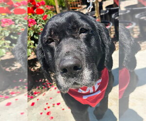 Labrador Retriever-Unknown Mix Dogs for adoption in San Diego, CA, USA